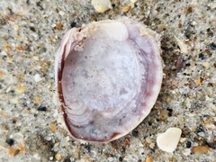 Chione elevata
