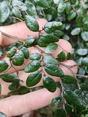 Nothofagus solandri