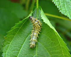 Polygonia comma