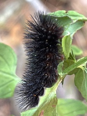 Spilosomina
