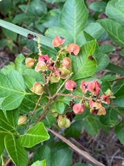 Paullinia weinmanniifolia