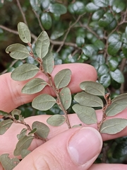 Nothofagus solandri