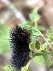 Spilosomina