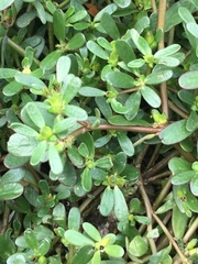 Portulaca oleracea