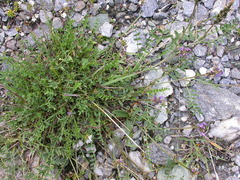 Astragalus leontinus