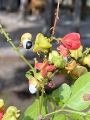 Paullinia weinmanniifolia