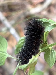 Spilosomina
