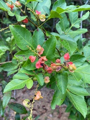 Paullinia weinmanniifolia