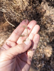 Galium angustifolium