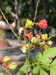 Paullinia weinmanniifolia
