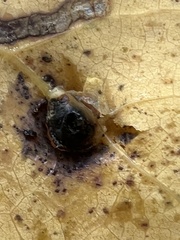 Harmandiola