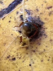 Harmandiola