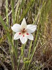 Gladiolus debilis