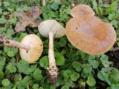 Amanita dryophila