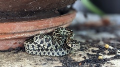 Hemorrhois hippocrepis