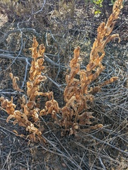 Acourtia microcephala