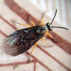 Perreyia lepida
