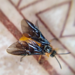 Perreyia lepida