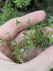 Leucopogon fasciculatus