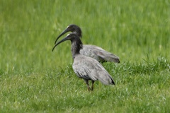 Theristicus caerulescens
