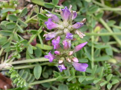 Astragalus leontinus