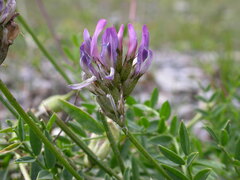 Astragalus leontinus