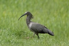 Theristicus caerulescens