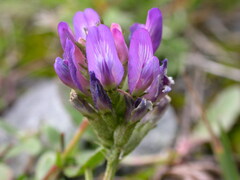 Astragalus leontinus
