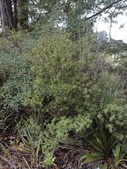 Leucopogon fasciculatus