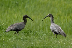 Theristicus caerulescens