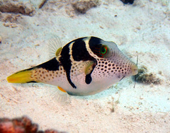 Canthigaster valentini