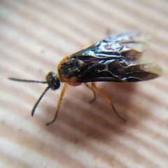Perreyia lepida