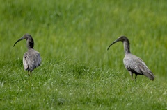 Theristicus caerulescens