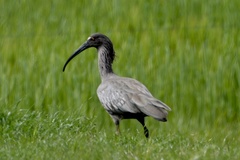Theristicus caerulescens