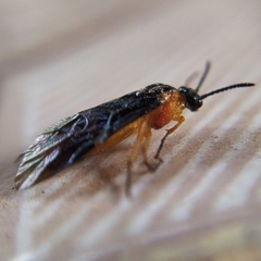 Perreyia lepida