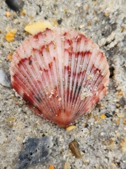 Argopecten