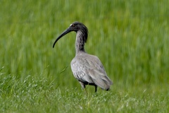 Theristicus caerulescens