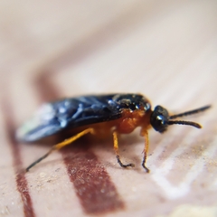 Perreyia lepida