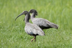 Theristicus caerulescens