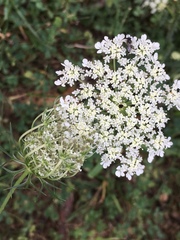 Daucus carota