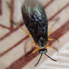 Perreyia lepida