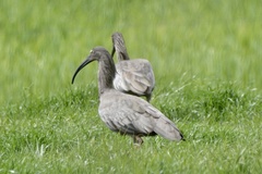 Theristicus caerulescens