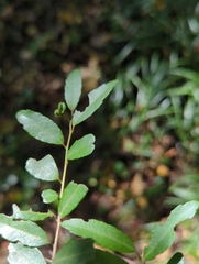 Ilex vomitoria