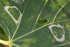 Phyllonorycter lucetiella