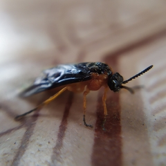 Perreyia lepida
