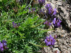 Astragalus leontinus