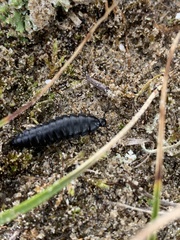 Ablattaria laevigata