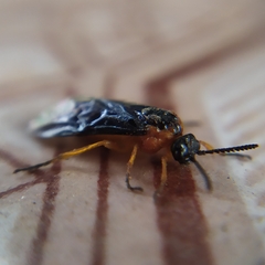 Perreyia lepida
