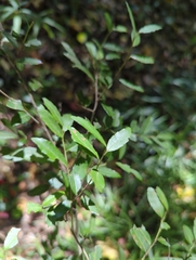Ilex vomitoria