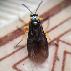 Perreyia lepida
